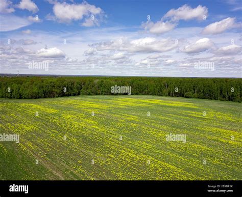 Russia Moscow Oblast Aerial View Of Vast Flower Field In Spring Stock