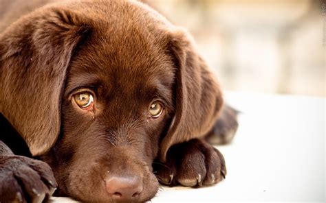 Download beautiful and cute pictures download. Sad dog | Chainimage