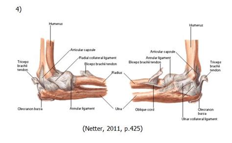 Elbow Anatomy Msk Learning Porfolio