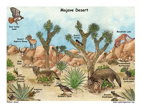 Desert Ecosystem Drawing At Getdrawings Free Download