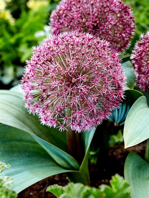 Buy Allium Red Giant Bulbs With Dutchgrown Uk Delivery