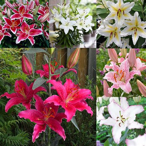 Oriental Lily Collection Mirror Garden Offers