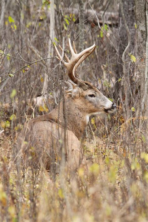 Whitetail Deer Buck Rut Stock Image Image Of Outdoors 35312141