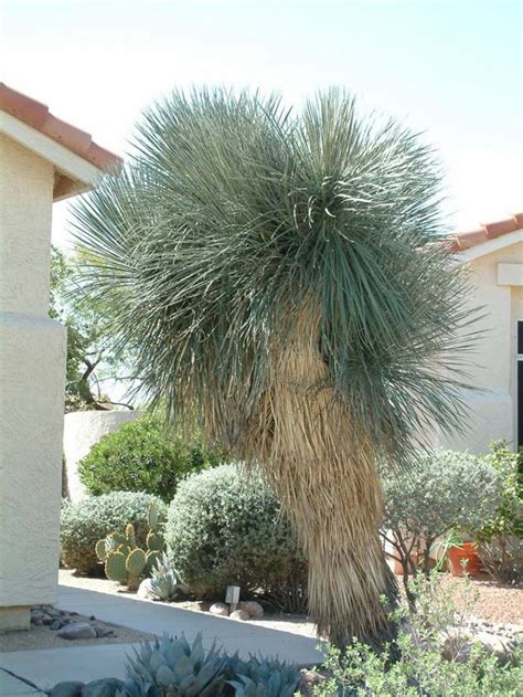 Yucca elata