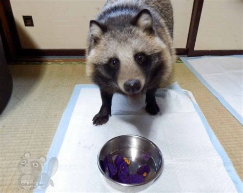 Rescued Raccoon Dog Is An Adorable Japanese Pet The Internet Is In Love