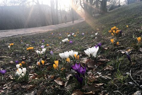 Der grämliche winter hat ausregiert, und frühling ein milderes scepter führt. Frühling - Wann ist Frühlingsanfang? • weltzeituhren.info