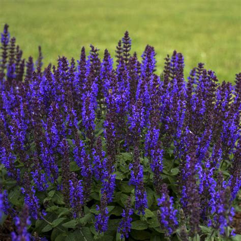 Growing of salvia from seeds. Bumbleblue Salvia - Plant Library - Pahl's Market - Apple ...