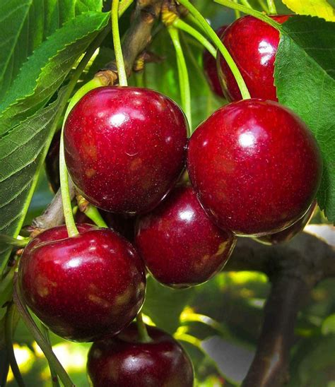 1 Bing Cherry Tree Flowering Fruit Trees 2 FT Fruit Trees | Etsy