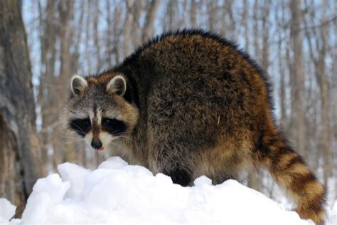 What Do Raccoons Do In Winter Varment Guard Wildlife Services