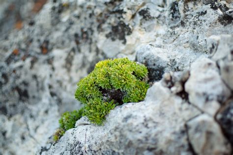 What Are Plants That Grow On Rocks Image To U