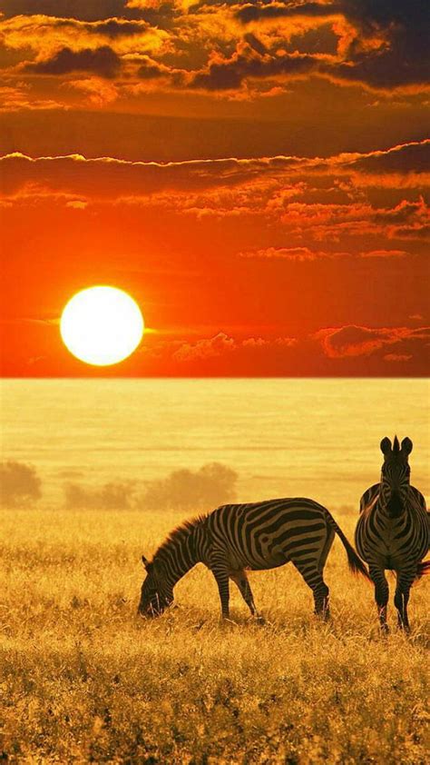 720p Free Download Safari Sunset Safari Sunset Zebra Hd Phone