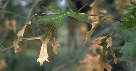 Oak Wilt Disease Davey Tree