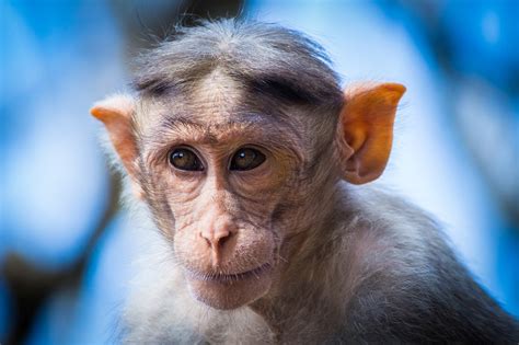 Monyet Primata Kera Foto Gratis Di Pixabay Pixabay