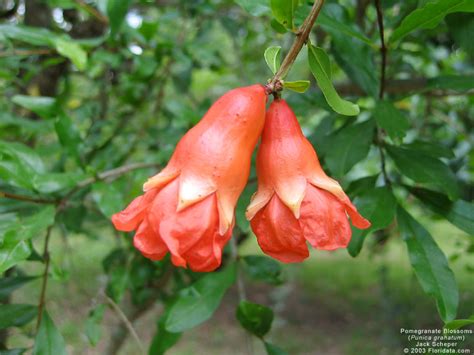 In addition, they have been extensively cultivated in caucasia, other in cyprus, wonderful pomegranates from control trees in two different orchards had an average heart rot infection rate of white flower. Punica granatum