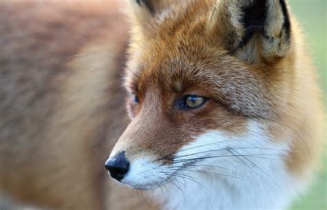 Glasgow Study Finds Urban Red Foxes Evolve Into Domesticated Dogs The