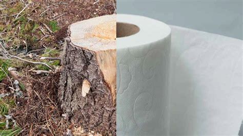 Petition · Stop Destroying Ancient Boreal Forest To Make Toilet Paper