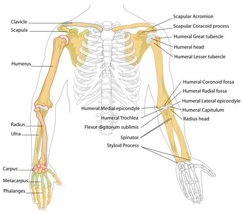Human Anatomy And Physiology Course General Anatomy Of Human Arms
