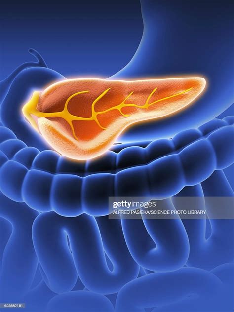 Cross Section Of Pancreas Artwork High Res Vector Graphic Getty Images