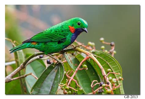 Orange Eared Tanager Tropical Birds Exotic Birds Colorful Birds