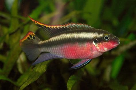 Kribensis Cichlid The Complete Care Breeding And Info Guide