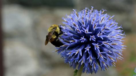 Closeup Photography Of Bee On Blue Petaled Flower · Free Stock Photo