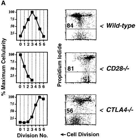 Ctla 4 Limits Clonal Expansion Of Cd4 T Cells A Cfse Labeled