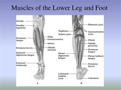 The dorsal intrinsic muscles of the foot are few. PPT - Chapter 19: The Ankle and Lower Leg PowerPoint Presentation, free download - ID:6690181