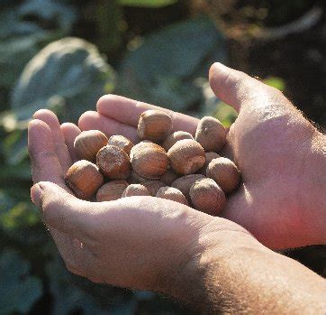 Northwest Hazelnut Company Discover The Unrivaled Flavor Of Hazelnuts