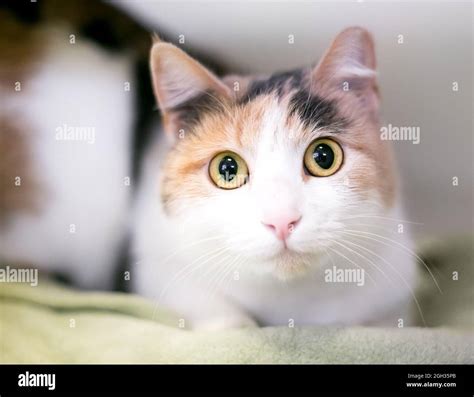 A Wide Eyed Dilute Calico Shorthair Cat Staring At The Camera With