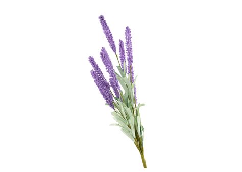 Small Bouquet Purple Lavender Photo Purple Lavender Lavender Flowers