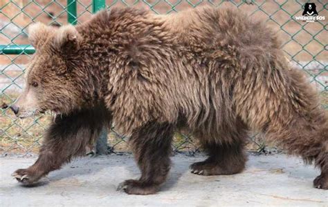 Rare Himalayan Brown Bear Rescued From Amarnath Yatra Campsite