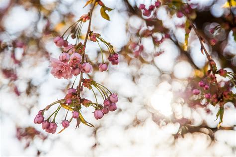 무료 이미지 나무 분기 겨울 꽃잎 식품 봄 생기게 하다 가을 식물학 플로라 시즌 벚꽃 작은 가지 꽃들