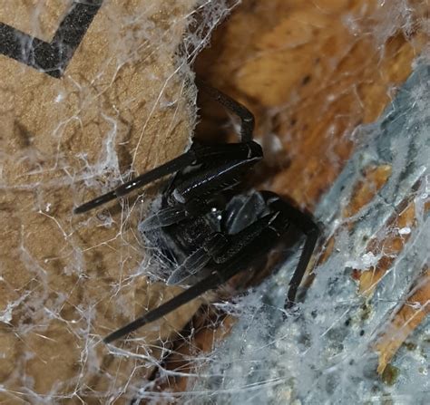 Female Kukulcania Hibernalis Southern House Spider In Elsanor