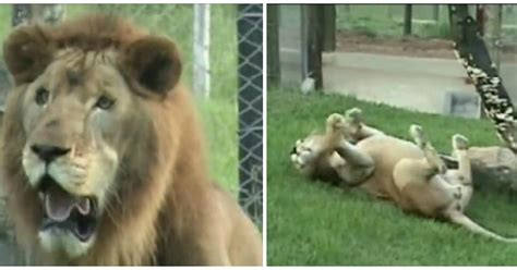 This Lions Reaction To Touching Real Ground For The First Time Will Warm Your Heart