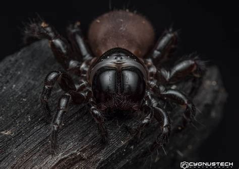 A Female Missulena Bradleyi Also Known As The Eastern Mouse Spider Is