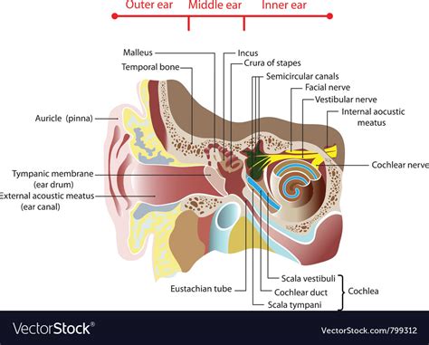 Anatomy Of The Human Ear Poster Royalty Free Vector Image