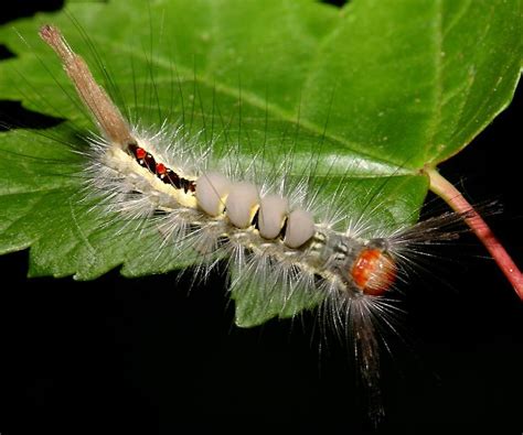 Orgyia Tussock Moth Caterpillar Project Noah