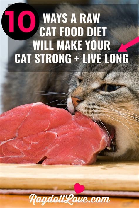 2 eggs (use raw yolks, and lightly cook the whites) 2000 mg wild salmon oil. 5 Ways a Raw Cat Food Diet Will Make Your Cat Strong and ...