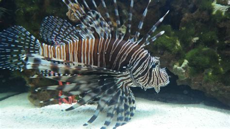 Taming The Lionfish Florida Fights Back Against Invasive