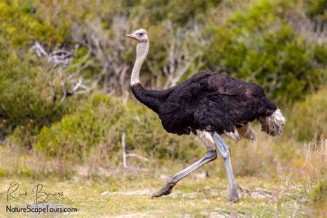 Common Ostrich At Cape Point Focusing On Wildlife