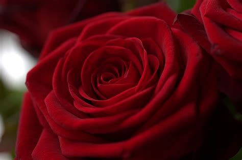 Rose Red Love Romantic Blossom Bloom Flower Beautiful Romance
