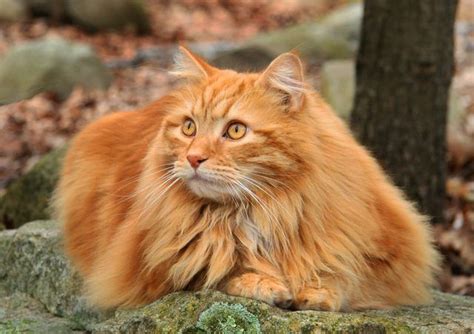 Long Haired Orange Cats For Sale Cat Meme Stock Pictures And Photos