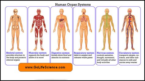 human body systems and their roles basic idea and notes