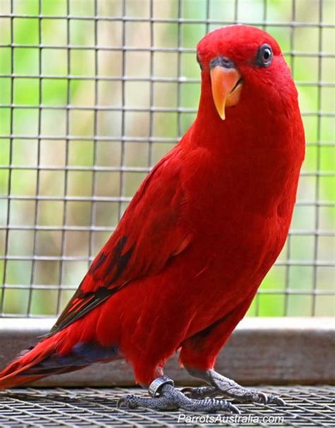 14 Month Old Moluccan Red Lory Hen For Sale