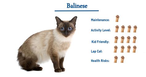 The Balinese Cat Breed Everything You Need To Know At A Glance