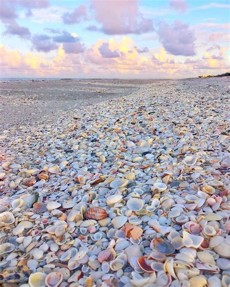 Sarasota Coastlines Are Some Of The Best Shelling Beaches In Florida