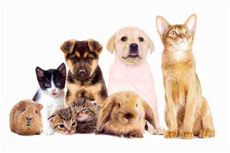 Mascotas Para Tener En Casa Compañeros De Vida Y Alegría Cacri
