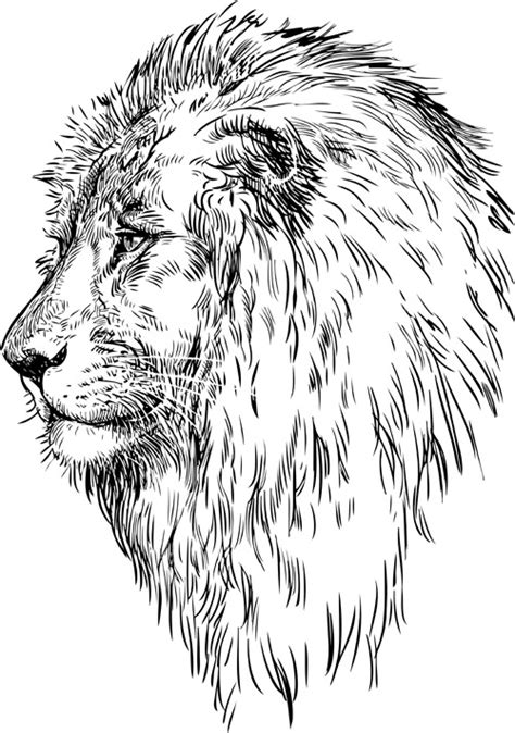 Hand Drawing Lion Vector Material 02 Free Download
