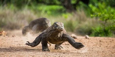 10 Interesting Facts About Komodo Dragons The Fact Site Komodo