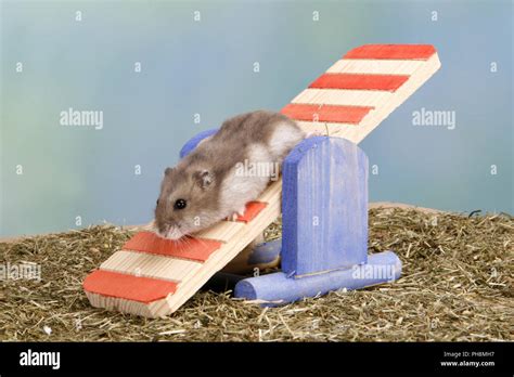 Russian Dwarf Hamster Stock Photo Alamy